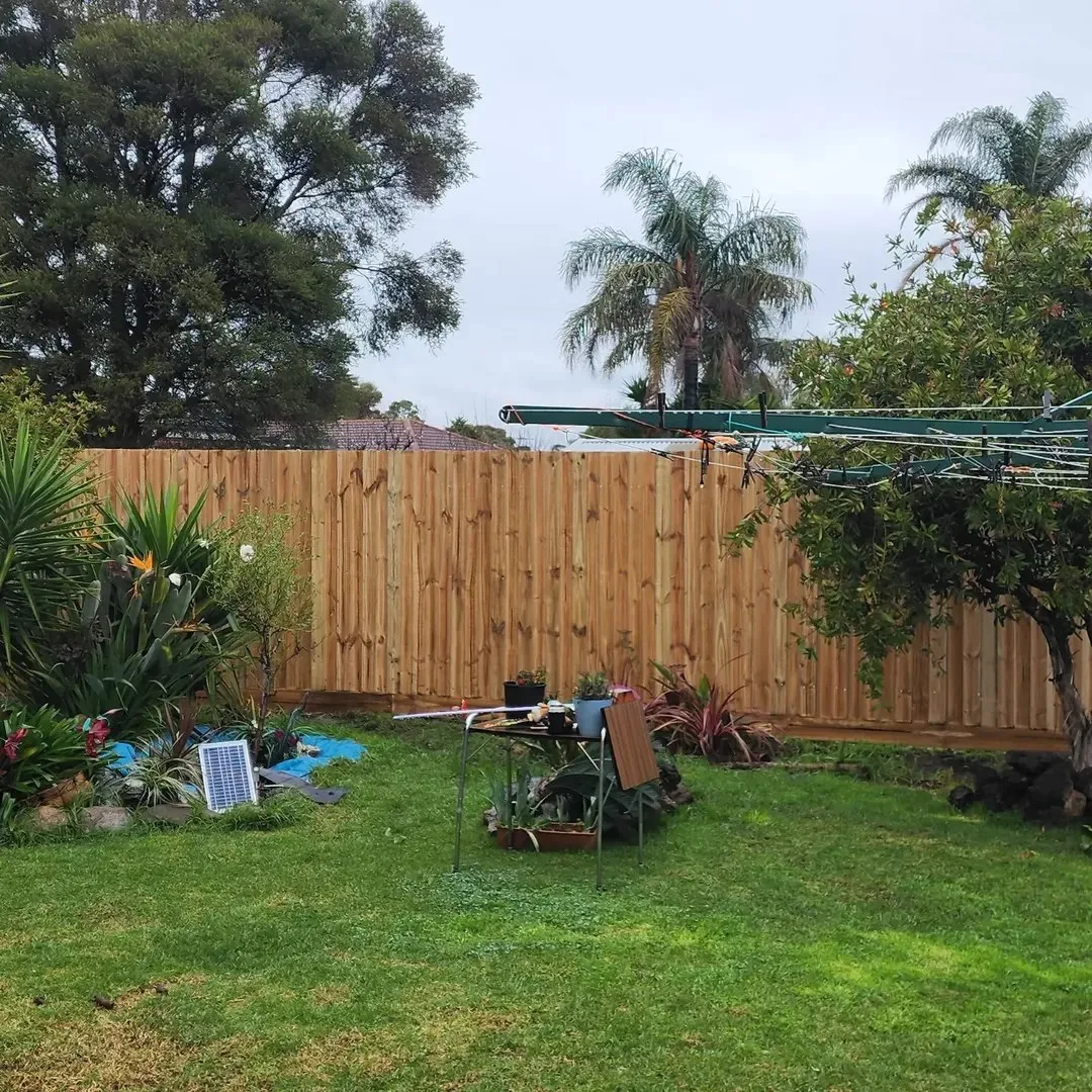 Timber paling boundary fence in a backyard garden with palm trees
